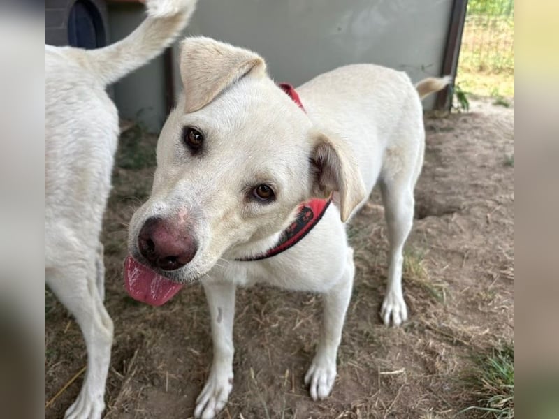Jasmin- freundliche, menschenbezogene Labrador-Mix Hündin / zur Zeit noch in Rumänien