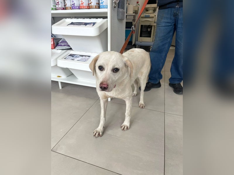 Albusha - verträgliche und liebe Labrador Retriever-Mix Hündin / zur Zeit noch in Rumänien