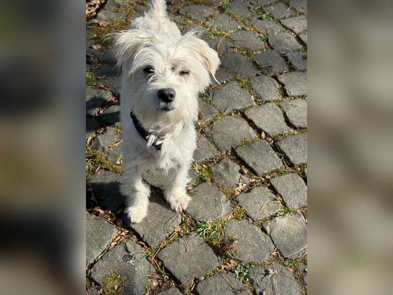 Sascha - unsichere, sehr aktive kleine Hündin - Haushalt ohne Kinder / Pflegestelle in Meinerzhagen