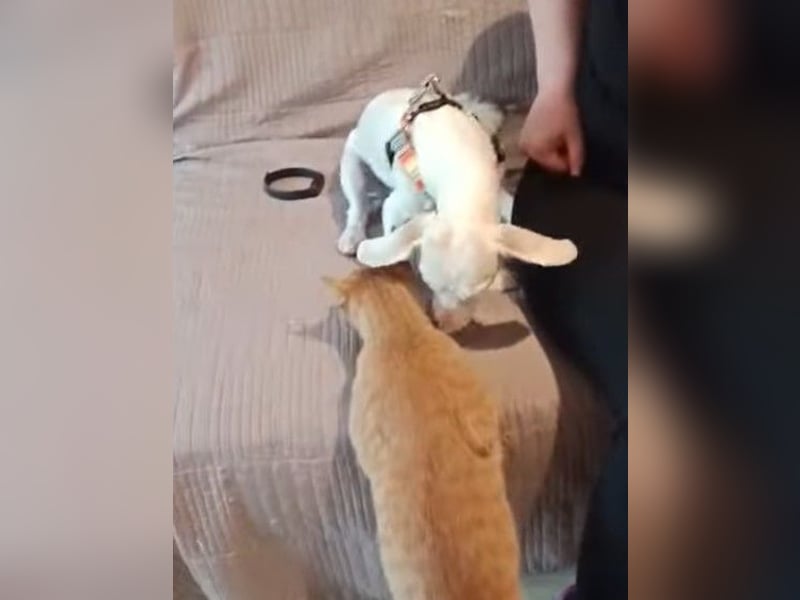 Hooney - freundliche, aktive, katzenverträgliche Malteser-Mix Hündin / Pflegestelle in Brakel