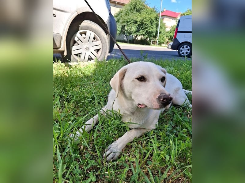 Albusha - anfangs schüchterne, liebe Labrador Retriever-Mix Hündin / zur Zeit noch in Rumänien