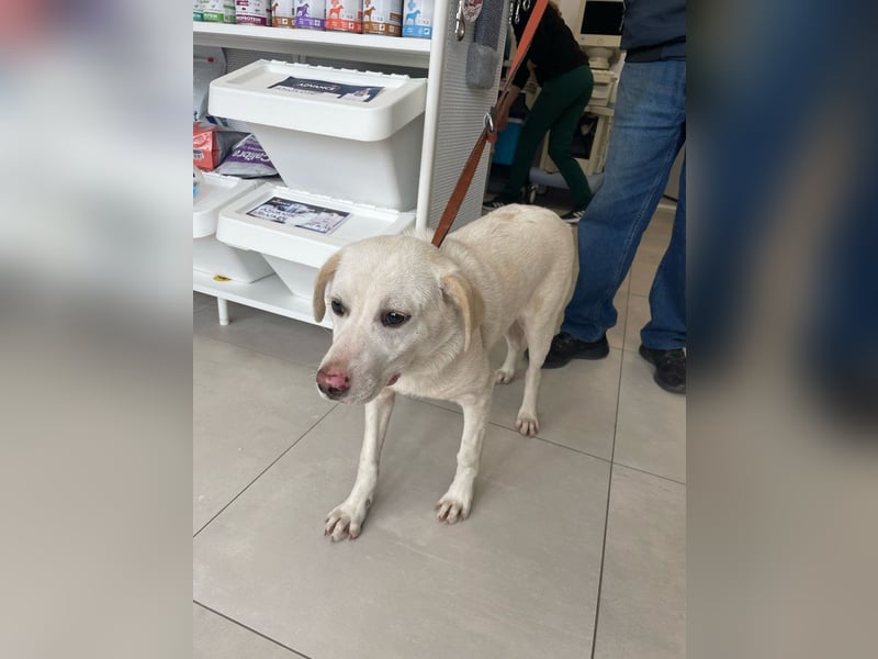 Albusha - verträgliche und liebe Labrador Retriever-Mix Hündin / zur Zeit noch in Rumänien