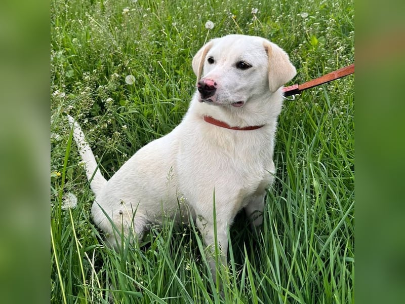 Albusha - anfangs schüchterne, liebe Labrador Retriever-Mix Hündin / zur Zeit noch in Rumänien
