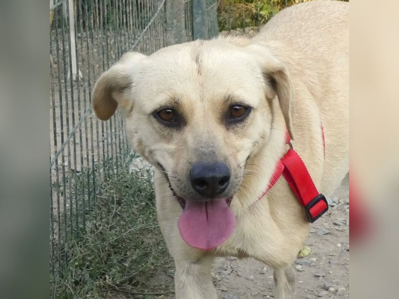 Asya - fröhliche, verspielte, dreibeinige Labrador Retriever-Mix Hündin / zur Zeit noch in Rumänien