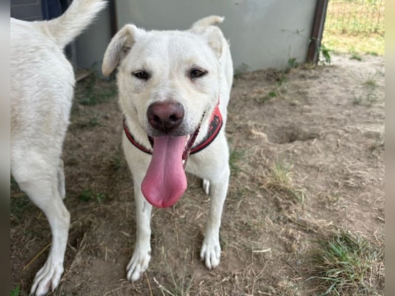 Jasmin- freundliche, menschenbezogene Labrador-Mix Hündin / zur Zeit noch in Rumänien