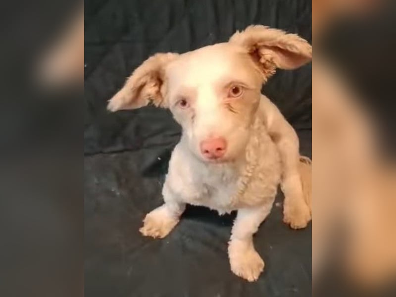 Hooney - freundliche, aktive, katzenverträgliche Malteser-Mix Hündin / Pflegestelle in Brakel