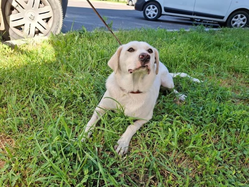 Albusha - anfangs schüchterne, liebe Labrador Retriever-Mix Hündin / zur Zeit noch in Rumänien
