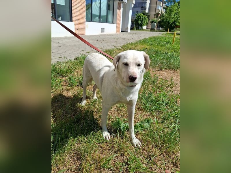 Albusha - anfangs schüchterne, liebe Labrador Retriever-Mix Hündin / zur Zeit noch in Rumänien