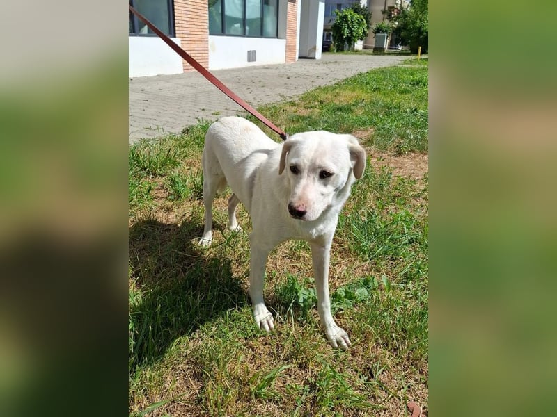 Albusha - anfangs schüchterne, liebe Labrador Retriever-Mix Hündin / zur Zeit noch in Rumänien