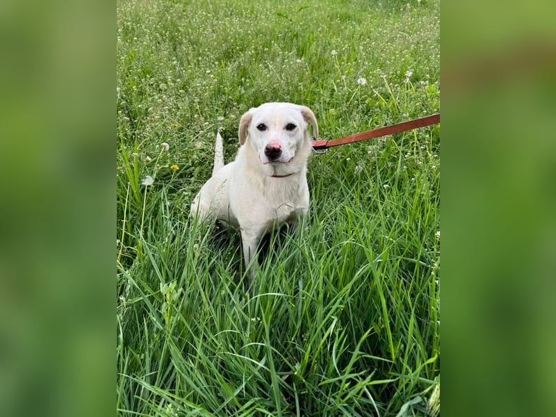 Albusha - anfangs schüchterne, liebe Labrador Retriever-Mix Hündin / zur Zeit noch in Rumänien