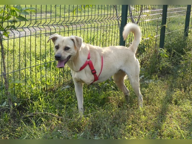 Asya - fröhliche, verspielte, dreibeinige Labrador Retriever-Mix Hündin / zur Zeit noch in Rumänien