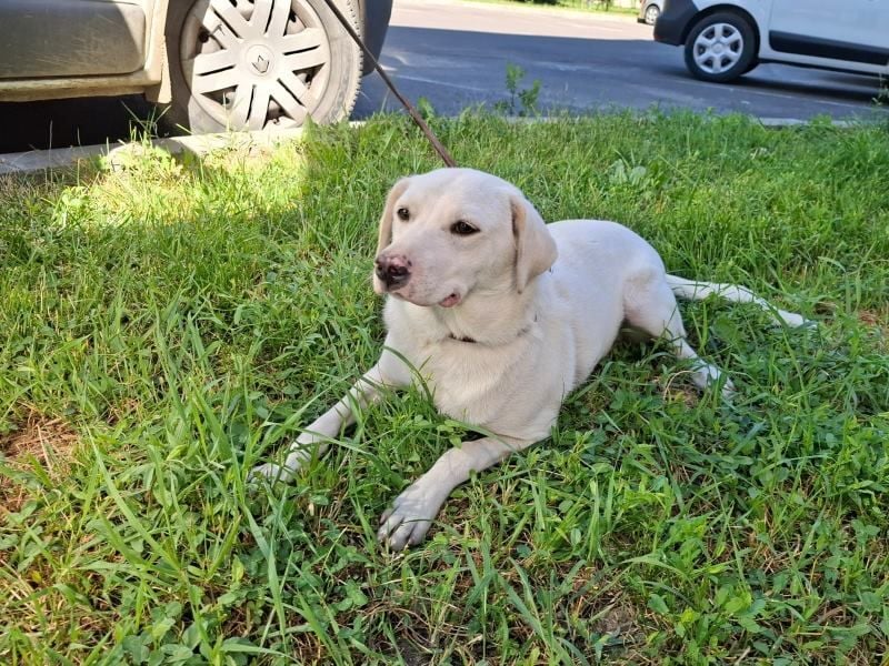 Albusha - anfangs schüchterne, liebe Labrador Retriever-Mix Hündin / zur Zeit noch in Rumänien