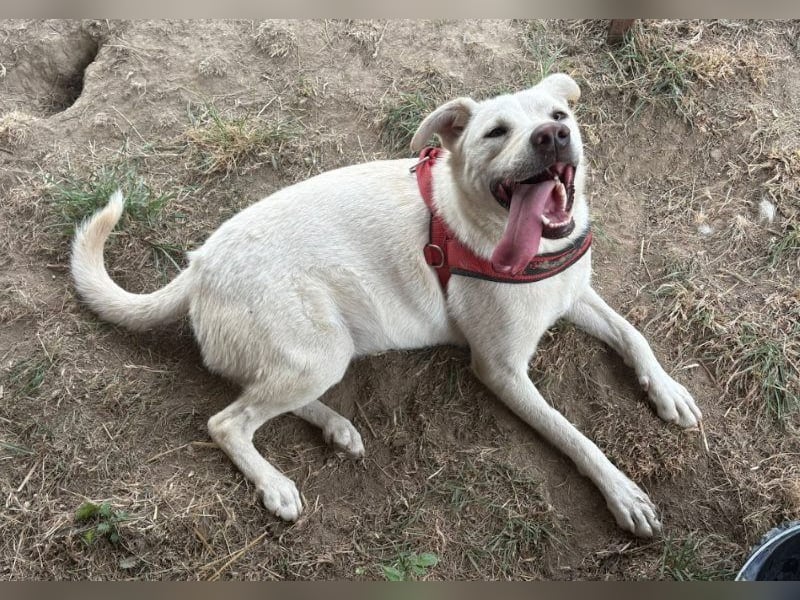 Jasmin- freundliche, menschenbezogene Labrador-Mix Hündin / zur Zeit noch in Rumänien
