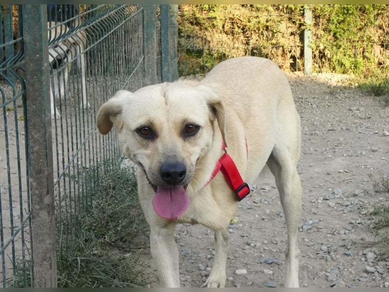Asya - fröhliche, verspielte, dreibeinige Labrador Retriever-Mix Hündin / zur Zeit noch in Rumänien