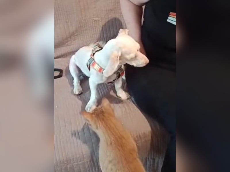 Hooney - freundliche, aktive, katzenverträgliche Malteser-Mix Hündin / Pflegestelle in Brakel
