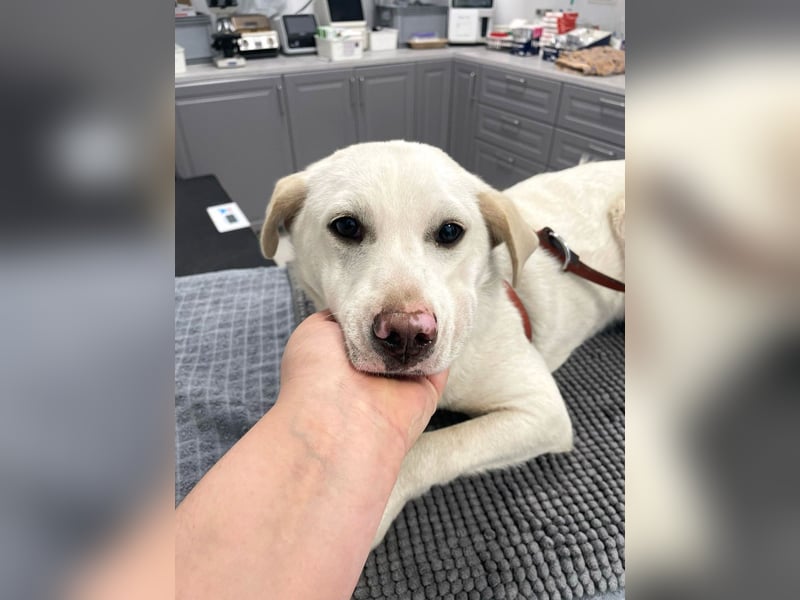 Albusha - verträgliche und liebe Labrador Retriever-Mix Hündin / zur Zeit noch in Rumänien