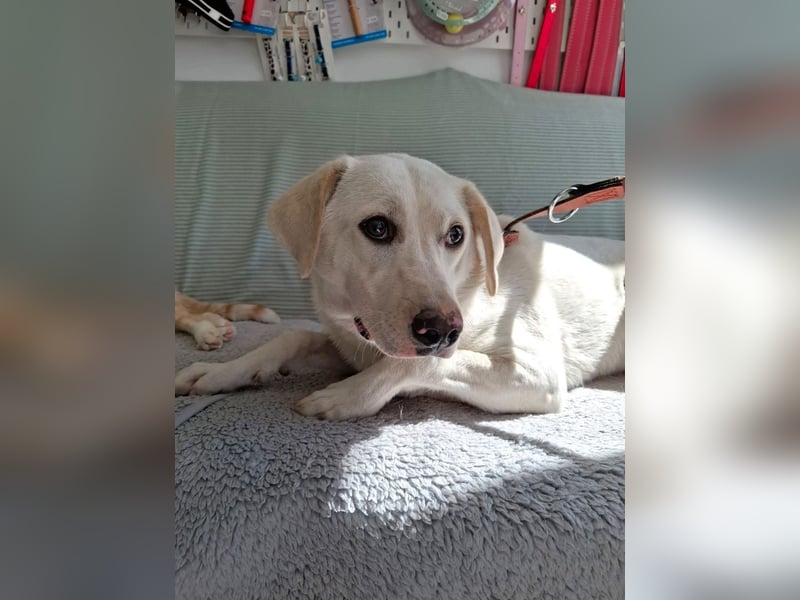 Albusha - anfangs schüchterne, liebe Labrador Retriever-Mix Hündin / zur Zeit noch in Rumänien