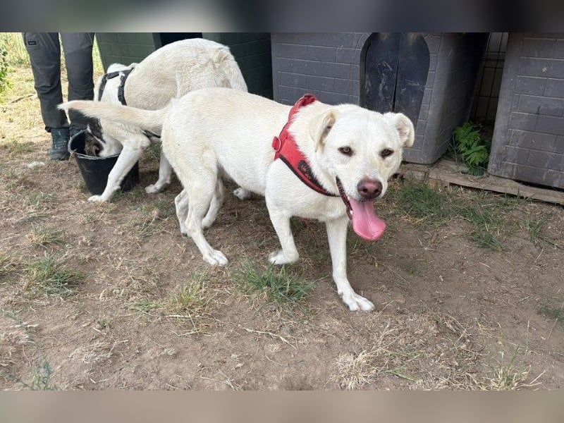 Jasmin- freundliche, menschenbezogene Labrador-Mix Hündin / zur Zeit noch in Rumänien
