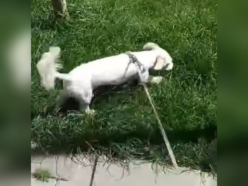 Hooney - freundliche, aktive, katzenverträgliche Malteser-Mix Hündin / Pflegestelle in Brakel