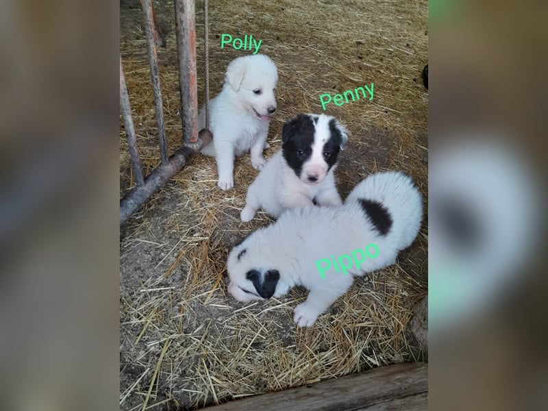 Polly – Eisbärchen mit Ambitionen