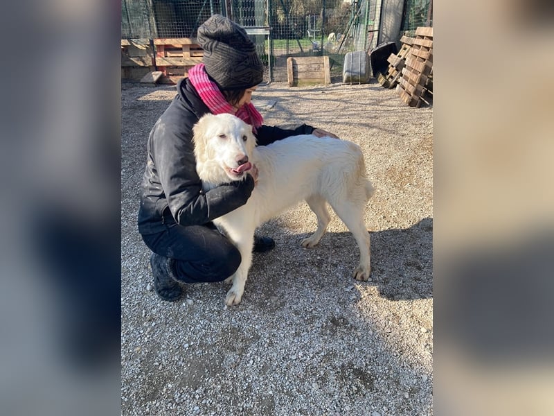 Polly – Eisbärchen mit Ambitionen