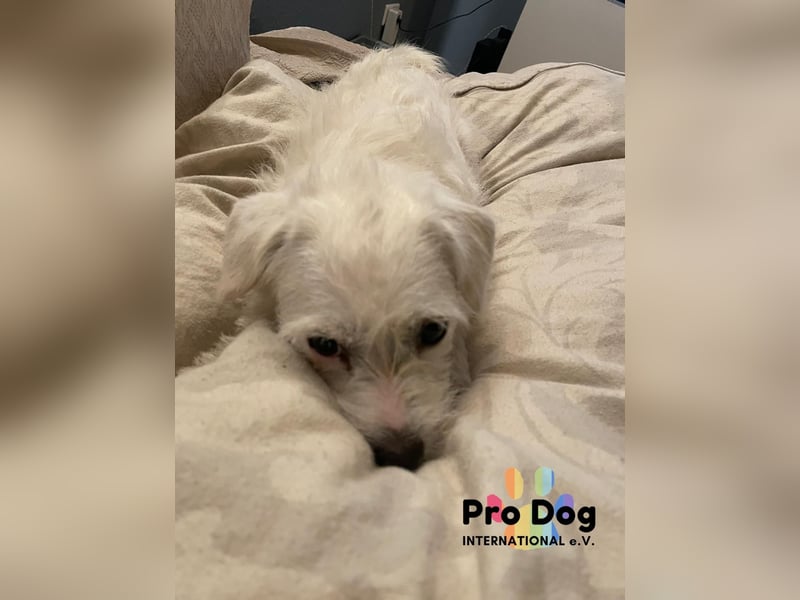 Jola auf Pflegestelle