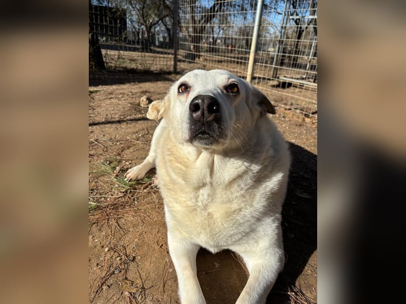 Snowwhite sucht ein gemütliches Körbchen für immer