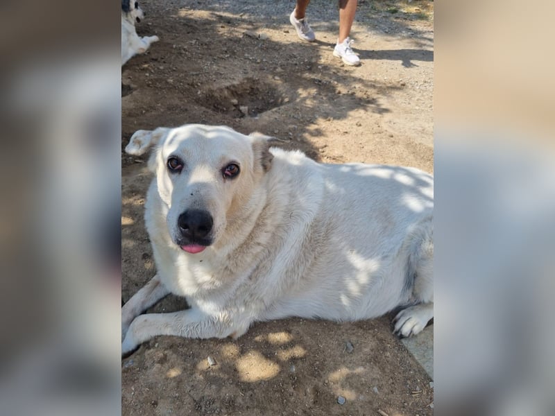 Snowwhite sucht ein gemütliches Körbchen für immer