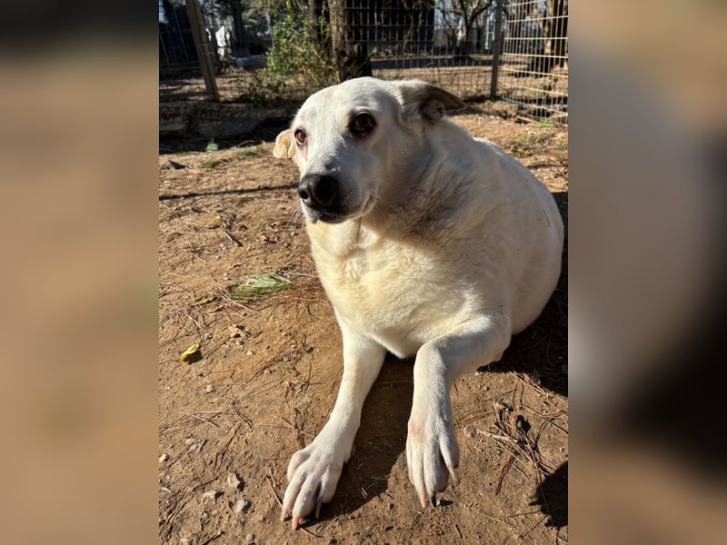 Snowwhite sucht ein gemütliches Körbchen für immer