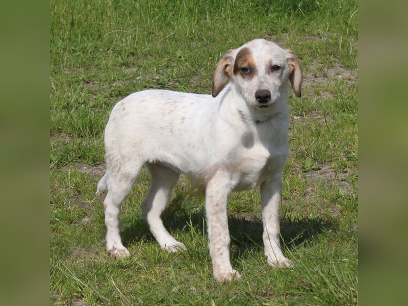 Lilli - Familie mit Herz gesucht