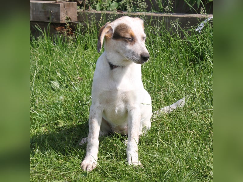 Lilli - Familie mit Herz gesucht