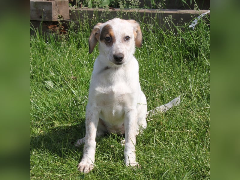 Lilli - Familie mit Herz gesucht