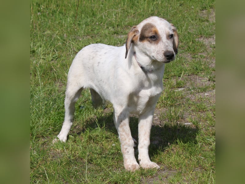 Lilli - Familie mit Herz gesucht