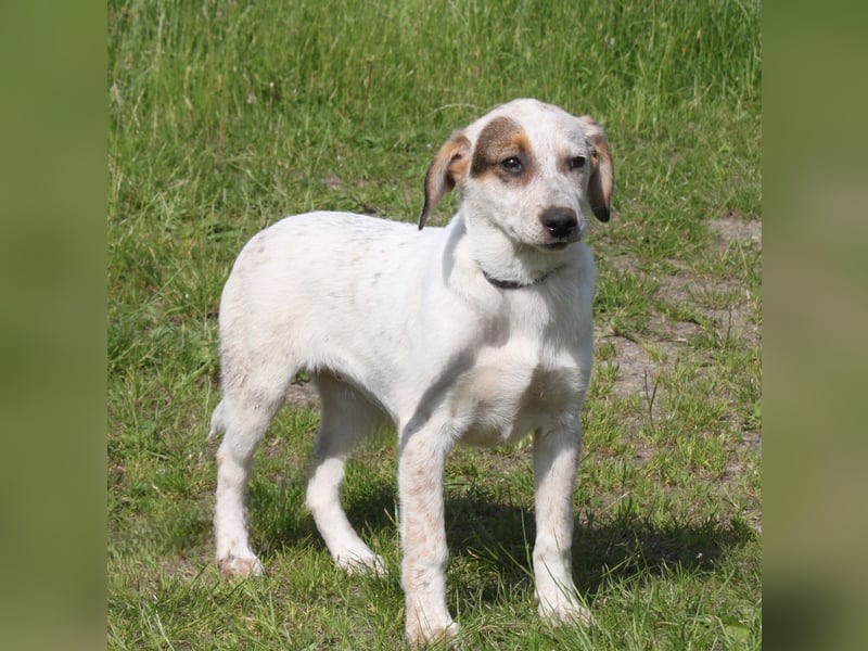 Lilli - Familie mit Herz gesucht