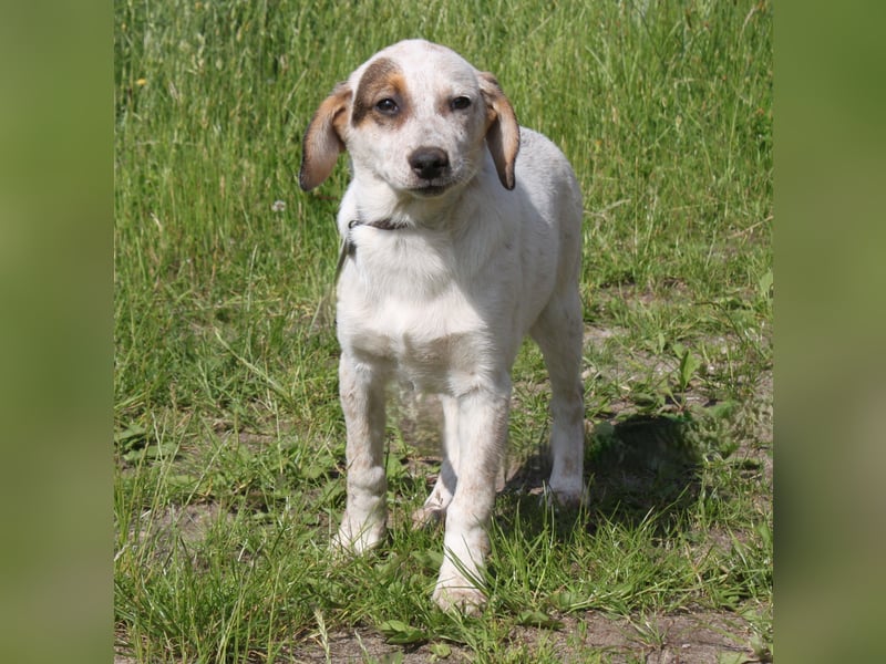 Lilli - Familie mit Herz gesucht