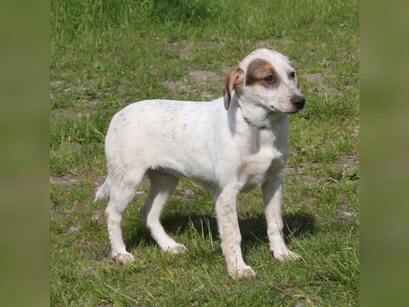 Lilli - Familie mit Herz gesucht