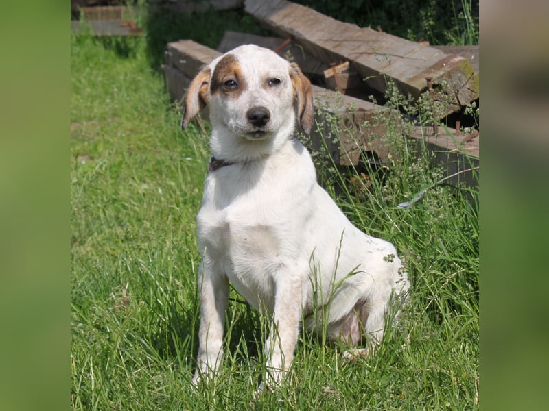 Lilli - Familie mit Herz gesucht