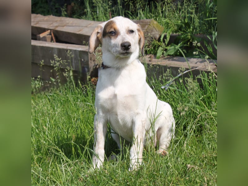 Lilli - Familie mit Herz gesucht