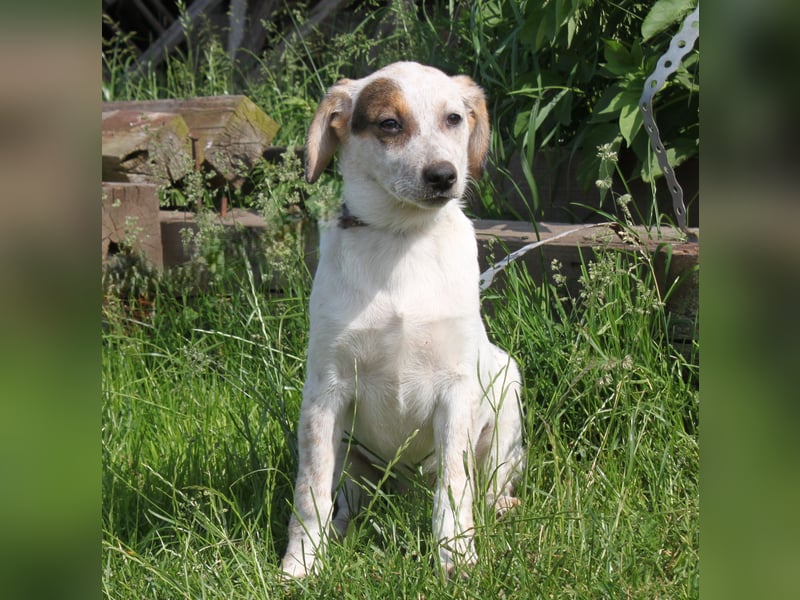 Lilli - Familie mit Herz gesucht