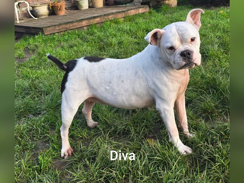 Diva sucht tierfreie Zone