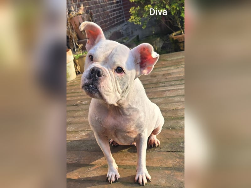 Diva sucht tierfreie Zone