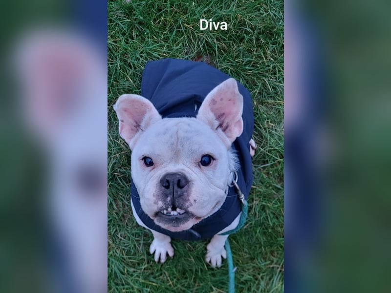 Diva sucht tierfreie Zone