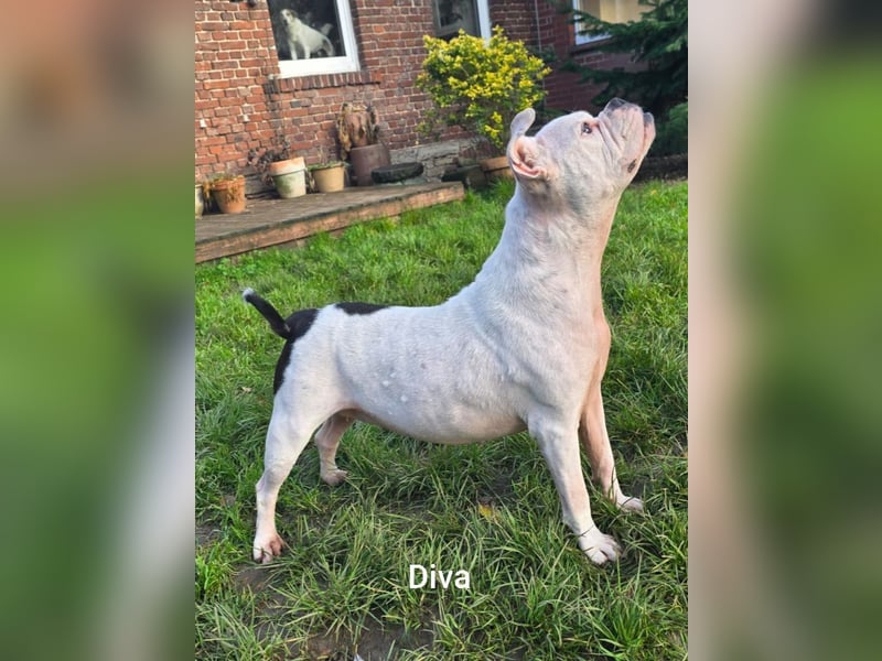 Diva sucht tierfreie Zone
