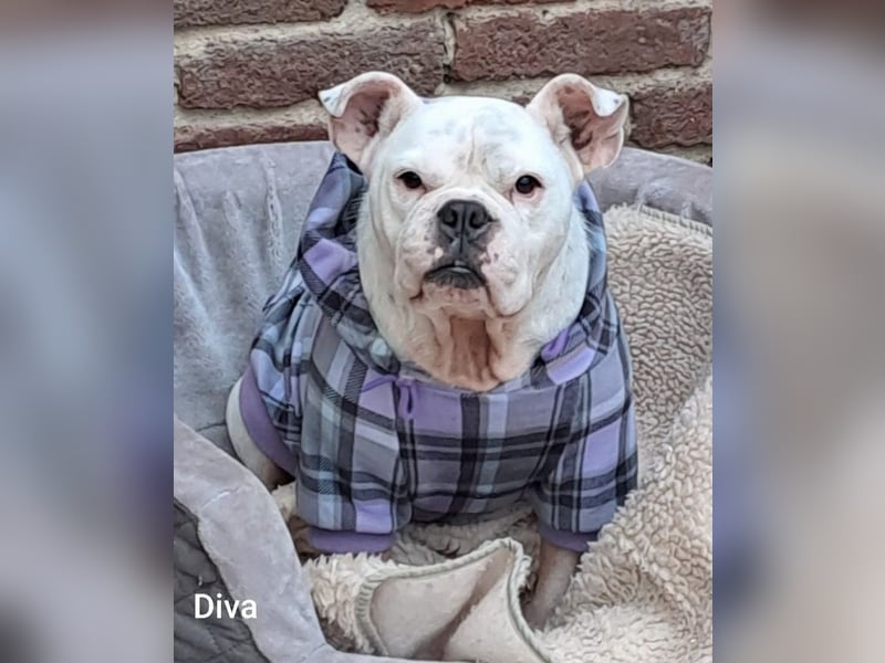 Diva sucht tierfreie Zone