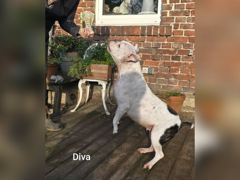 Diva sucht tierfreie Zone