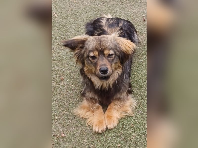 Roxy, 25cm Schulterhöhe, a.d.Tierschutz, sucht Happy-Home