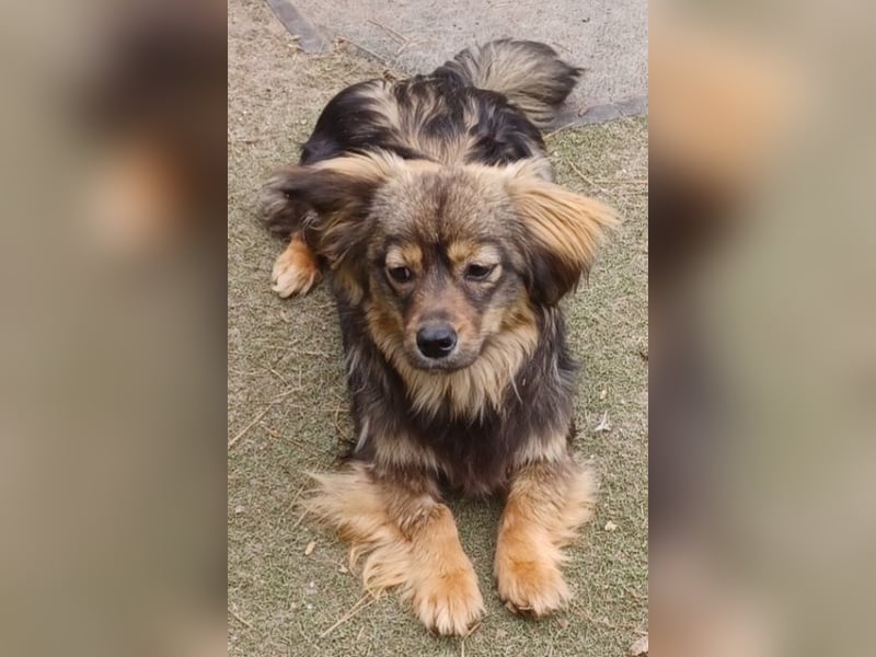 Roxy, 25cm Schulterhöhe, a.d.Tierschutz, sucht Happy-Home