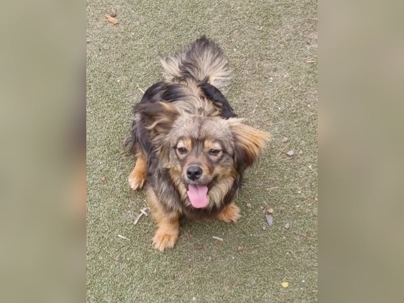 Roxy, 25cm Schulterhöhe, a.d.Tierschutz, sucht Happy-Home