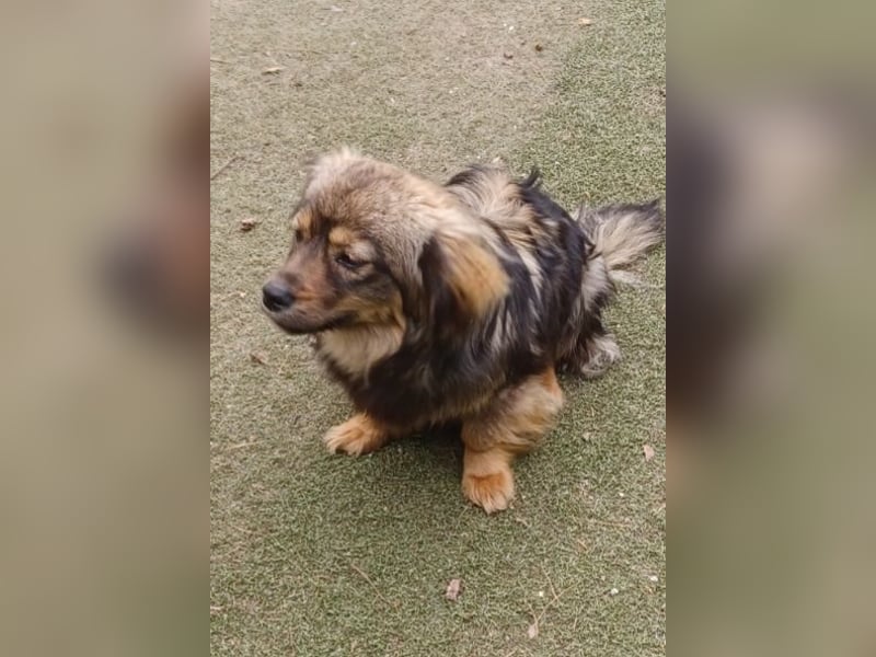 Roxy, 25cm Schulterhöhe, a.d.Tierschutz, sucht Happy-Home