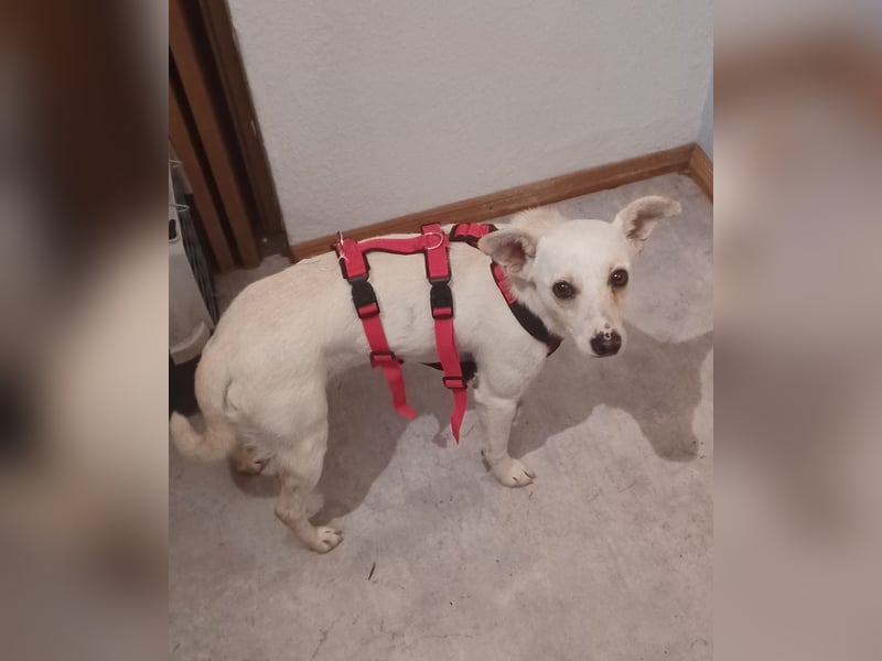 Camilla, a.d.Tierschutz, sucht Happy-Home